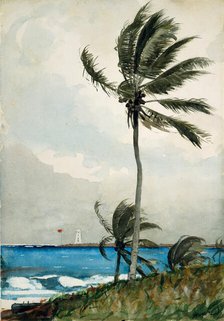 Palm Tree, Nassau, 1898. Creator: Winslow Homer.