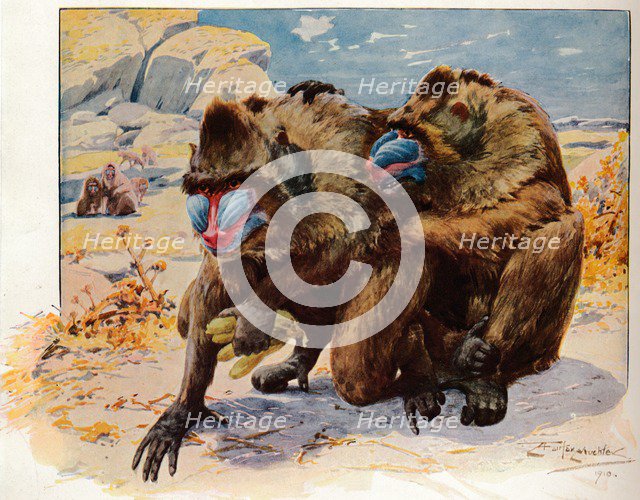 'Mandrills', 1910, (1911). Artist: Louis Fairfax Muckley.