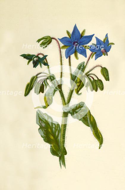 'Borage', 1877. Creator: Frederick Edward Hulme.