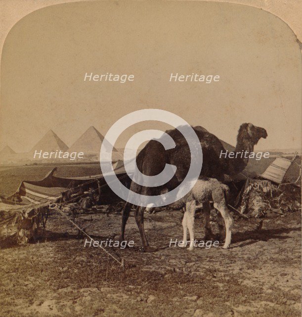 'A Baby of the Desert, Egypt', 1896. Artist: Unknown.