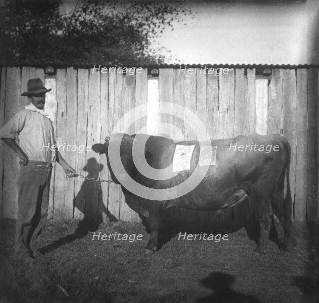 Photo of farmer with a bull - poster about Jenolan Caves stuck on the bull, c1900s. Creator: Robert Augustus Henry L'Estrange.