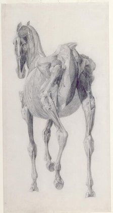 Finished study for 'The Fourteenth Anatomical Table of the Muscles ... of the Horse', 1756. Creator: George Stubbs.