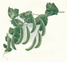 'Green Peas', c1908. Artist: W&G Baird Ltd.