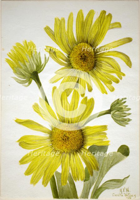 Satinleaf Goldenhead (Enceliopsis covillei), 1935. Creator: Mary Vaux Walcott.