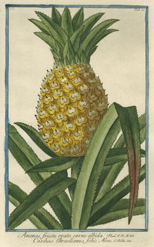 Pineapple, from Giorgio Bonelli's Hortus Romanus, vol. I (1772). Creator: Maddalena Bouchard.