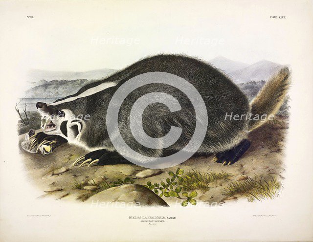 American Badger, Meles Labradoria, 1845.