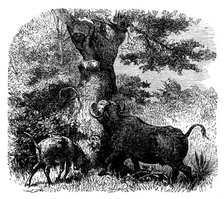 Baldwin's "African Hunting": native chased by buffalo cow and calf, 1862. Creator: Johann Baptist Zwecker.