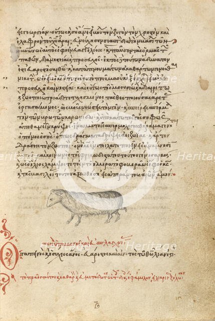 A Sheep, 1510-1520. Creator: Unknown.