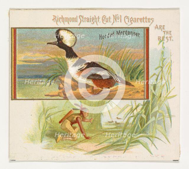 Hooded Merganser, from the Game Birds series (N40) for Allen & Ginter Cigarettes, 1888-90. Creator: Allen & Ginter.