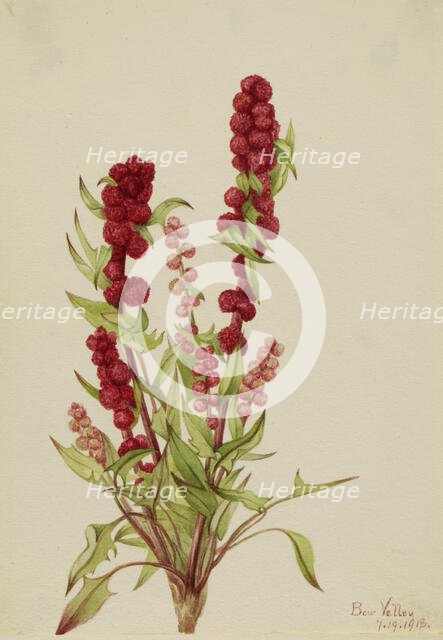 Strawberry-Blite (Chenopodium capitatum), 1918. Creator: Mary Vaux Walcott.