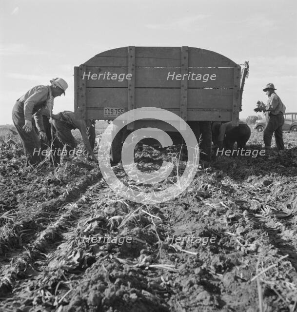 Loading truck in sugar beet field, near Ontario, Malheur County, Oregon, 1939. Creator: Dorothea Lange.