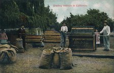 'Grading Walnuts in California', c1910s.  Creator: Unknown.