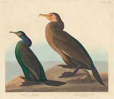 Violet-green Cormorant and Townsend's Cormorant, 1838. Creator: Robert Havell.