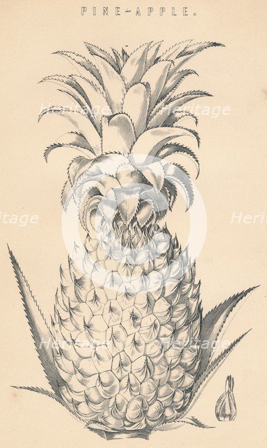 'Pine-Apple', c19th century.  Artist: Unknown.