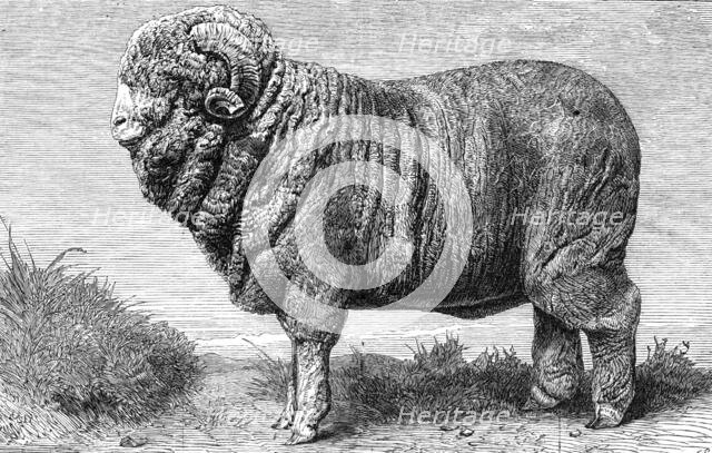Merino ram, lately exhibited at Dresden, 1865. Creator: Pearson.