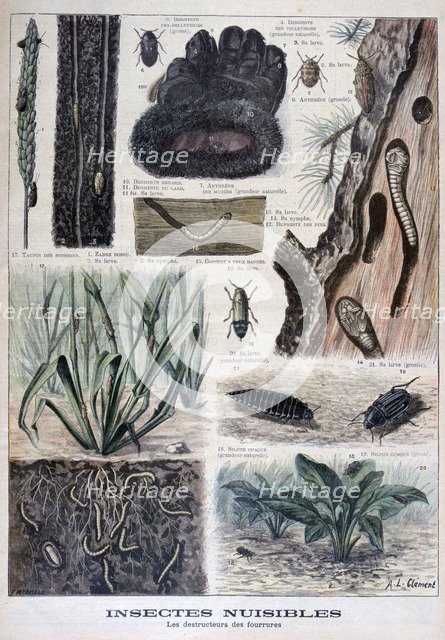 Insects harmful to furs, 1897. Creator: F Meaulle.