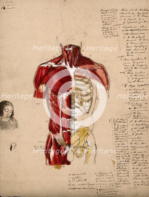 Dissection of the trunk: front view, showing the bones and muscles, with a small..., 1800-1899. Creator: Unknown.