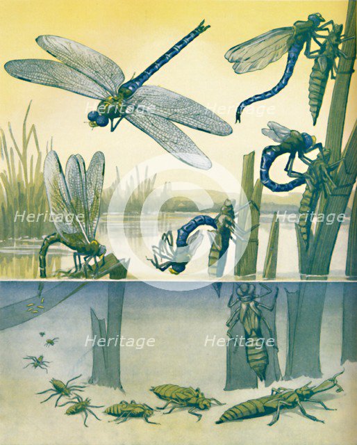 'The Beautiful Dragonfly's Life Story', 1935. Artist: Unknown.