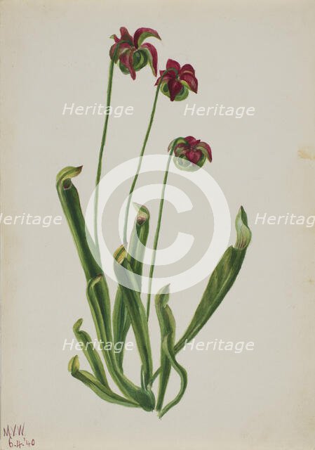 (Untitled--Flower Study), 1940. Creator: Mary Vaux Walcott.