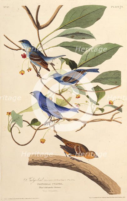 The indigobirds. From "The Birds of America", 1827-1838. Creator: Audubon, John James (1785-1851).