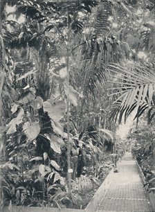 'Interior of the Great Palm House, Kew Gardens', 1904. Artist: Unknown.