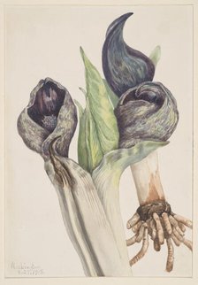 Skunk Cabbage (Spathyema foetida), 1918. Creator: Mary Vaux Walcott.