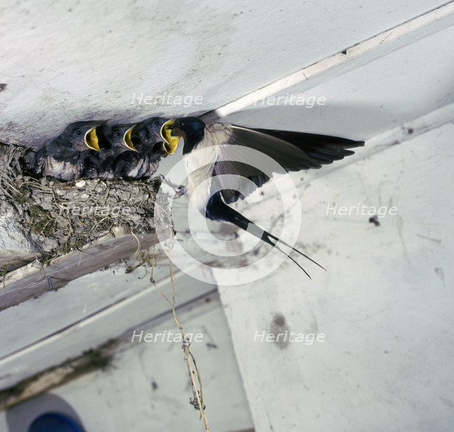 Swallow in flight at the nest.