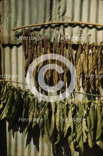 Tobacco string in the tobacco barn? vicinity of Barranquitas? Puerto Rico, 1942. Creator: Jack Delano.