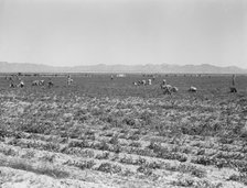 500 pea pickers in field of large-scale Sinclair Ranch, near Calipatria, California, 1939. Creator: Dorothea Lange.