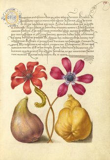 Poppy Anemones, Caterpillar, Fig, and Quince, 1561-1562; illumination added 1591-1596. Creator: Joris Hoefnagel.