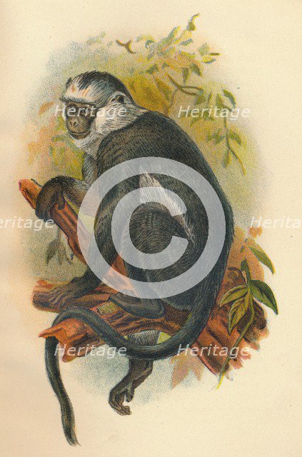 'Hose's Langur', 1897. Artist: Henry Ogg Forbes.