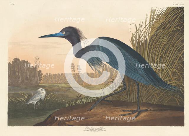 Blue Crane or Heron, 1836. Creator: Robert Havell.
