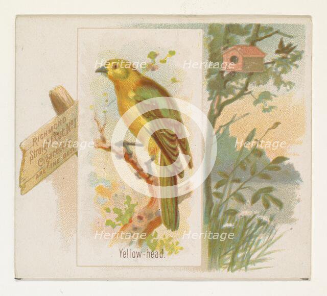Yellow-head, from the Song Birds of the World series (N42) for Allen & Ginter Cigarettes, ..., 1890. Creator: Allen & Ginter.
