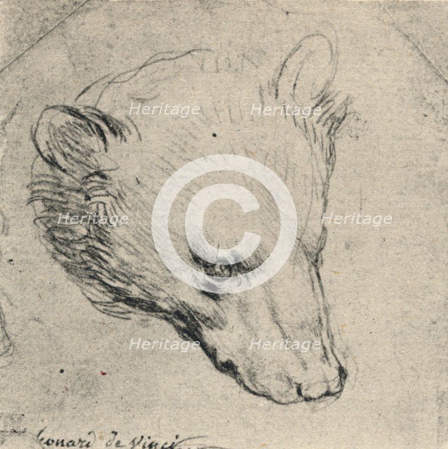 'Head of a Bear', c1480 (1945). Artist: Leonardo da Vinci.