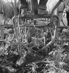 Sugar beet lifter in older settler's field..., near Ontario, Malheur County, Oregon, 1939. Creator: Dorothea Lange.