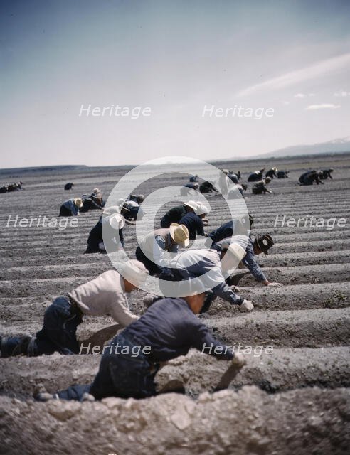 Japanese-American camp, war emergency evac...Tule Lake Relocation Center, Newell, CA, 1942 or 1943. Creator: Unknown.