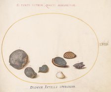 Animalia Aqvatilia et Cochiliata (Aqva): Plate LVIII, c. 1575/1580. Creator: Joris Hoefnagel.