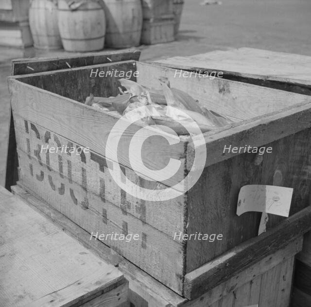 Box of fish at the Fulton fish market waiting to be iced, New York, 1943. Creator: Gordon Parks.