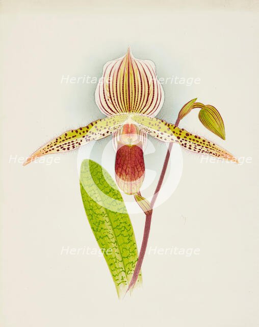 Orchid: Cypripedium Shilianum, 1907. Creator: Frederick William Bolas.