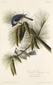 The black-crested titmouse. From "The Birds of America", 1827-1838. Creator: Audubon, John James (1785-1851).