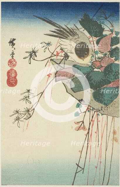 Sparrow on a hanging planter, n.d. Creator: Ando Hiroshige.