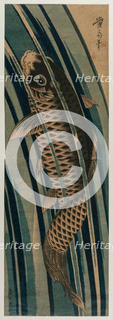 Carp Ascending a Waterfall, early or mid-1830s. Creator: Keisai Eisen (Japanese, 1790-1848).