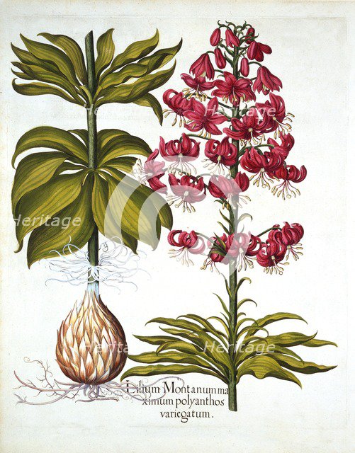 Turk's Cap Lily, from 'Hortus Eystettensis', by Basil Besler (1561-1629), pub. 1613 (hand-coloured e