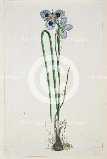 Moraea aristata (D. Delaroche) Aschers & Graebn. (Blue-eyed uintjie), 1777-1786. Creator: Robert Jacob Gordon.