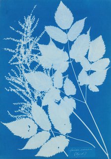 Spiraea aruncus (Tyrol), 1851-54. Creator: Anna Atkins.