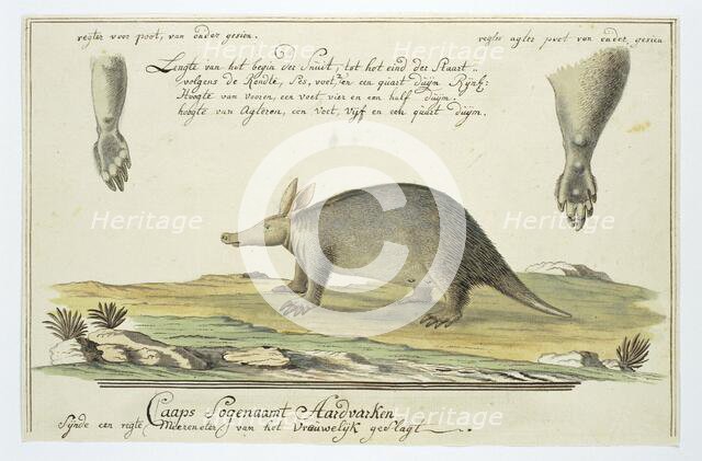 Orycteropus afer (Aardvark), 1777-1786. Creator: Robert Jacob Gordon.