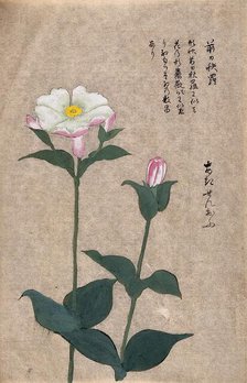 A plant in the Caryophyllaceae family: two flowering stems. Creator: Unknown.