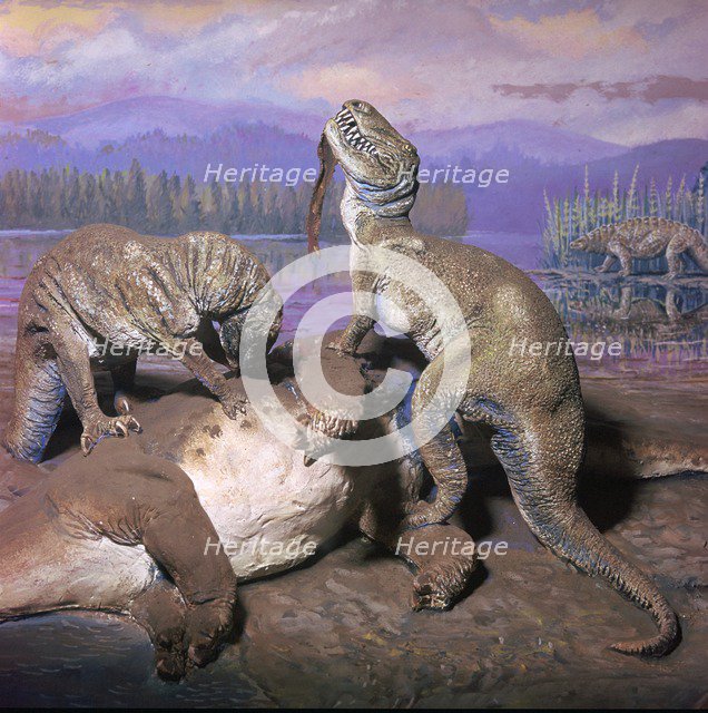 Model of Allosaurs. Artist: Unknown