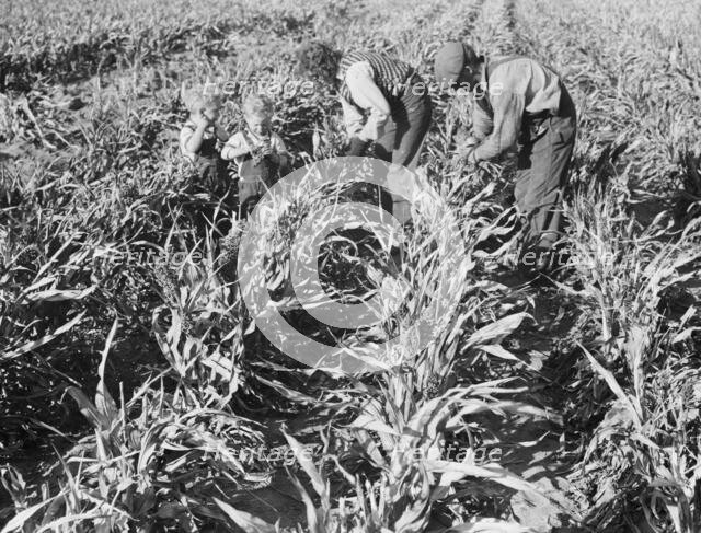 Formerly rehabilitation client harvesting milo maize, near Manteca, California, 1938. Creator: Dorothea Lange.