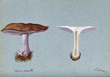 Blewit fungus (Lepista saeva): two fruiting bodies, one sectioned, 1897. Creator: Unknown.